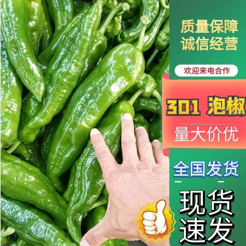 万亩大棚优良品种辣椒大量上市301薄皮泡椒.质量保证