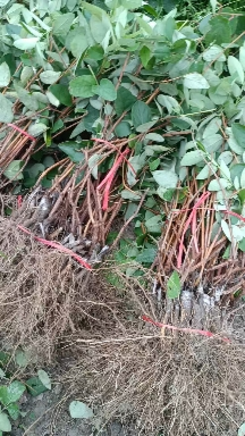 湘蕾五号金银花苗产量高湘蕾5号适应强，易管理基地现挖现发
