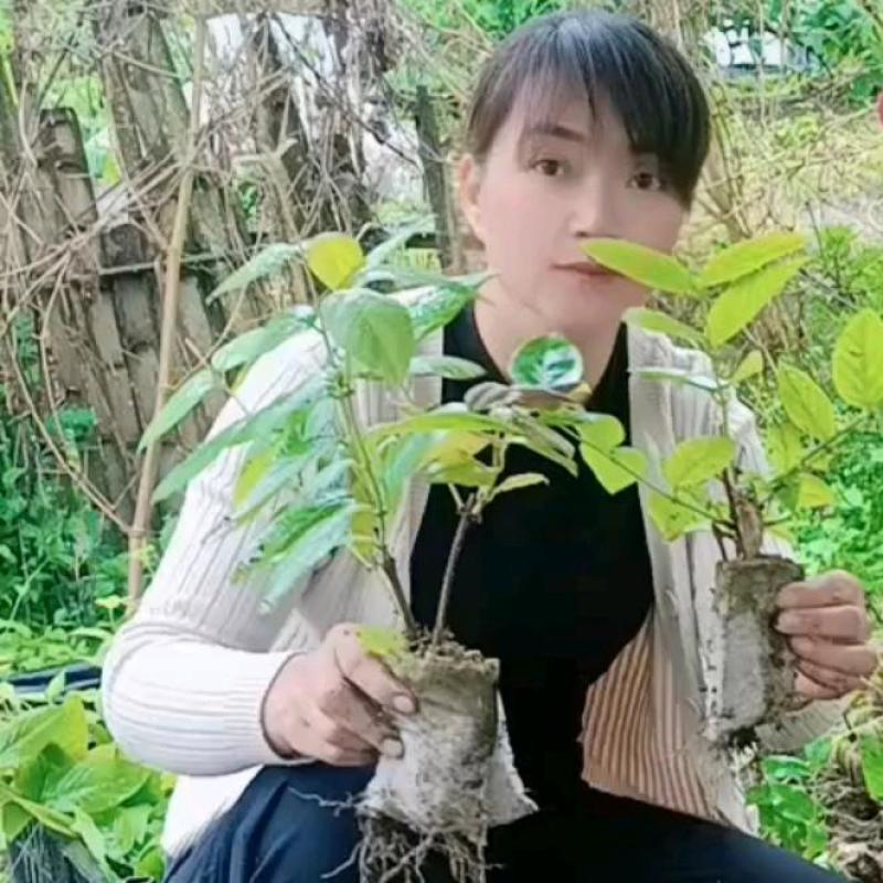 湘蕾五号金银花苗产量高湘蕾5号适应强，易管理基地现挖现发