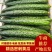 【优选】湛江徐闻县密刺黄瓜黄瓜青瓜量大从优一手货