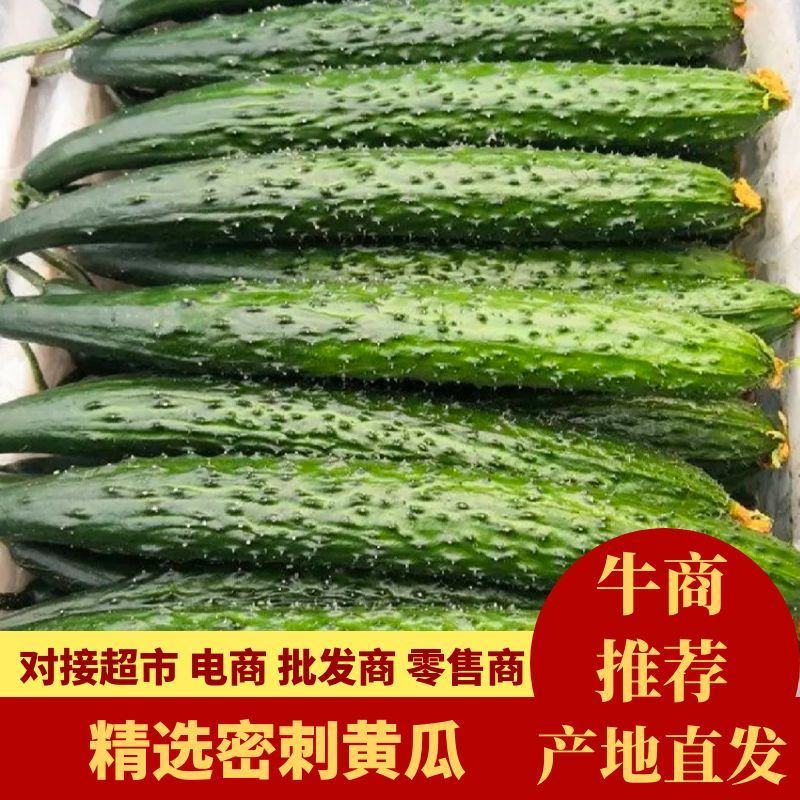 【优选】湛江徐闻县密刺黄瓜黄瓜青瓜量大从优一手货