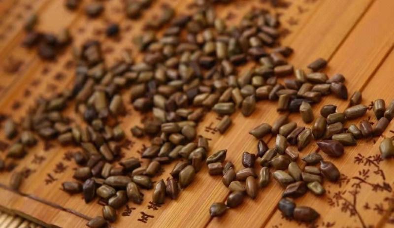 质量标准：决明子水分不得过15.0%,总灰分不得过5。