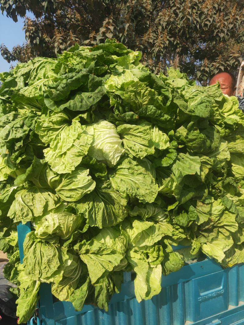 【白菜】河南大白菜大量上市产地直发一手货源可视频看货电联