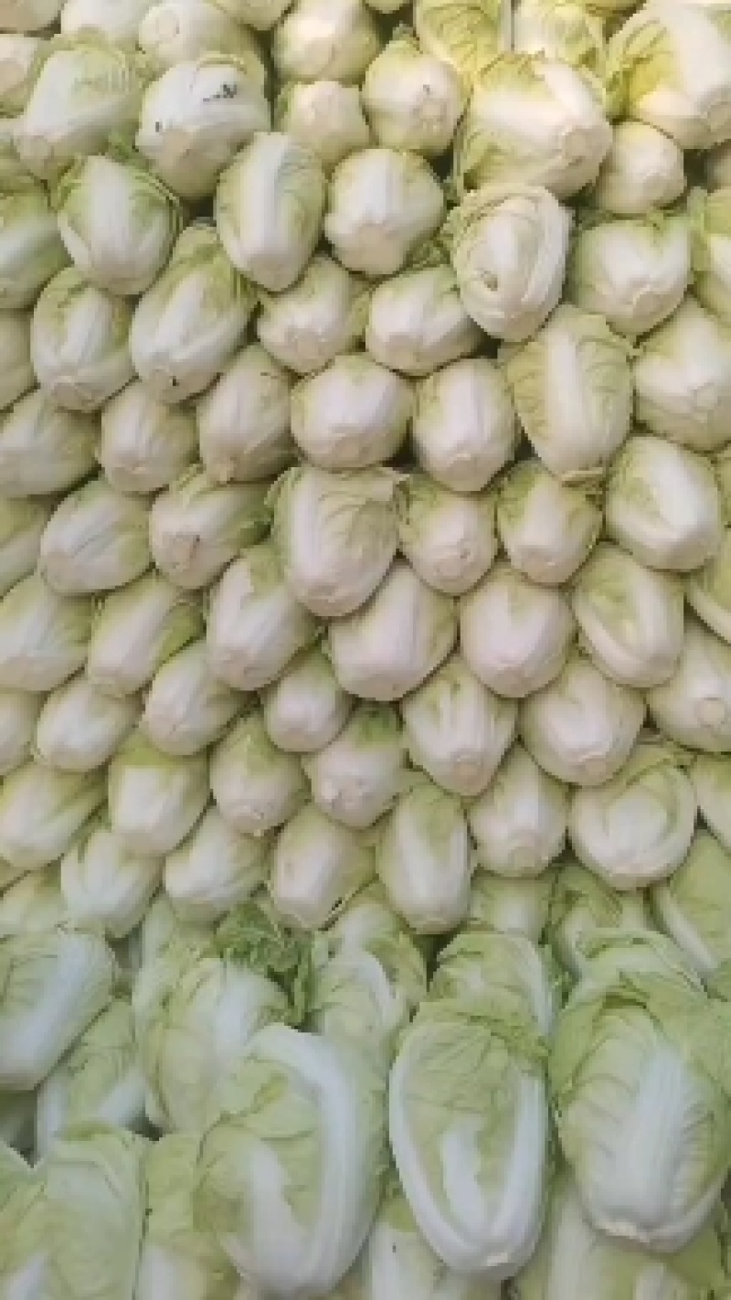 【白菜】河南大白菜大量上市产地直发一手货源可视频看货电联