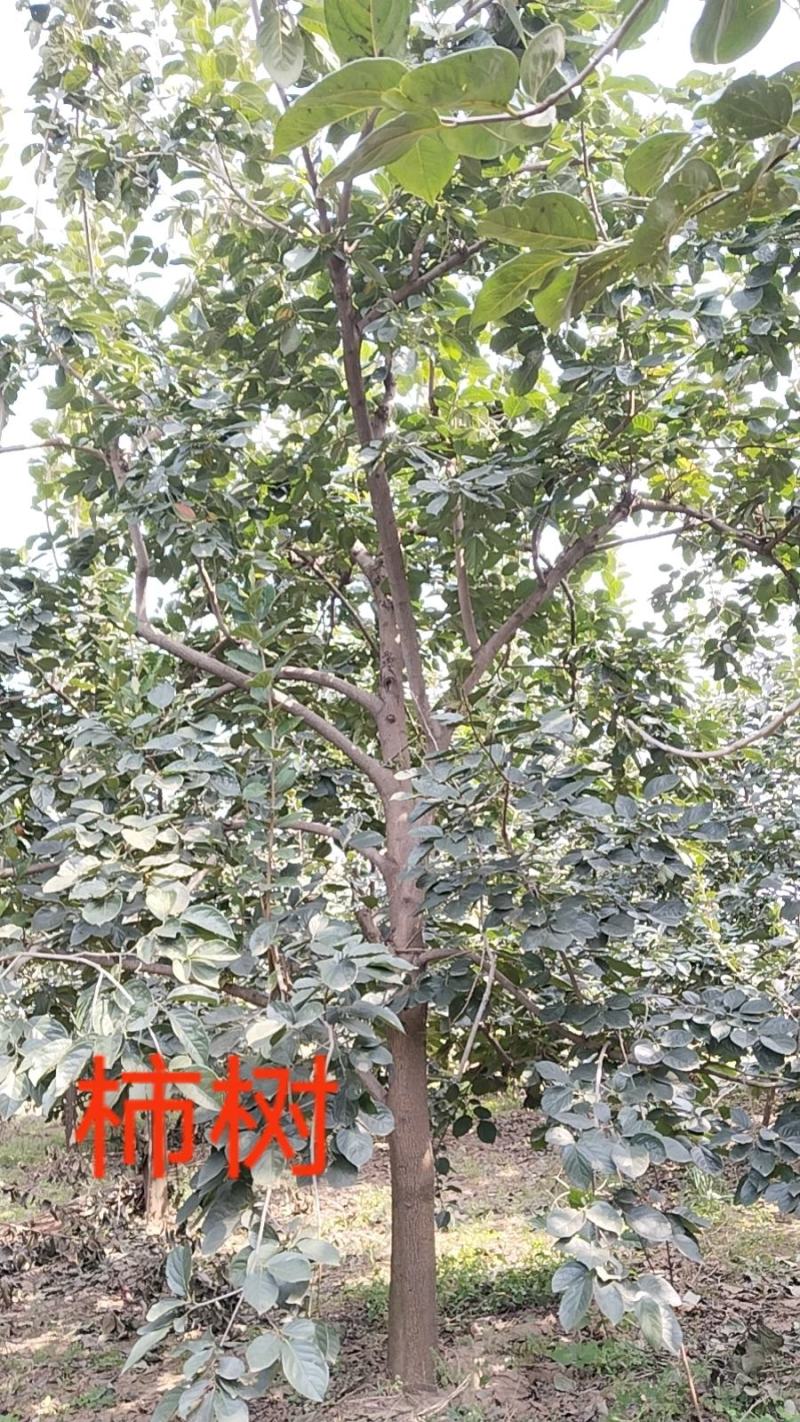 高杆柿树