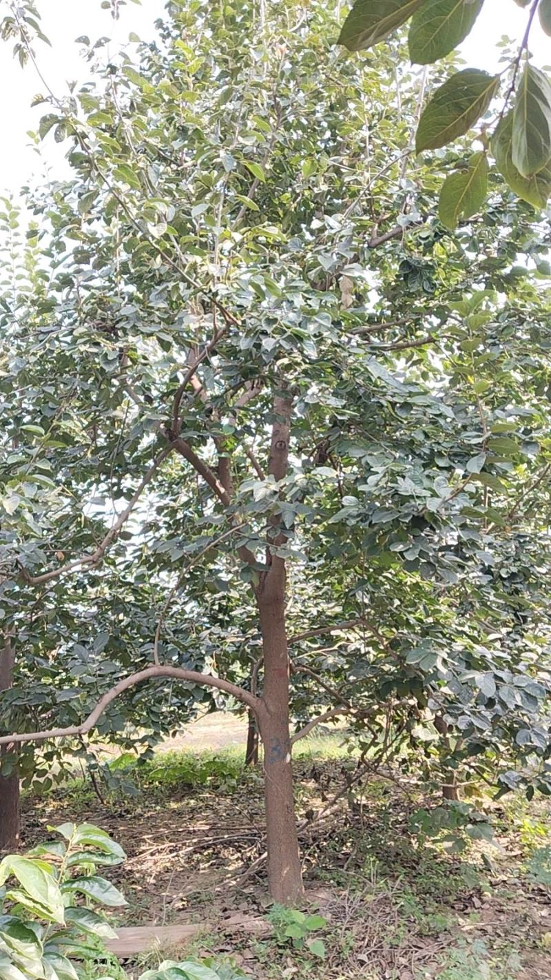 高杆柿树