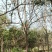 高杆柿树