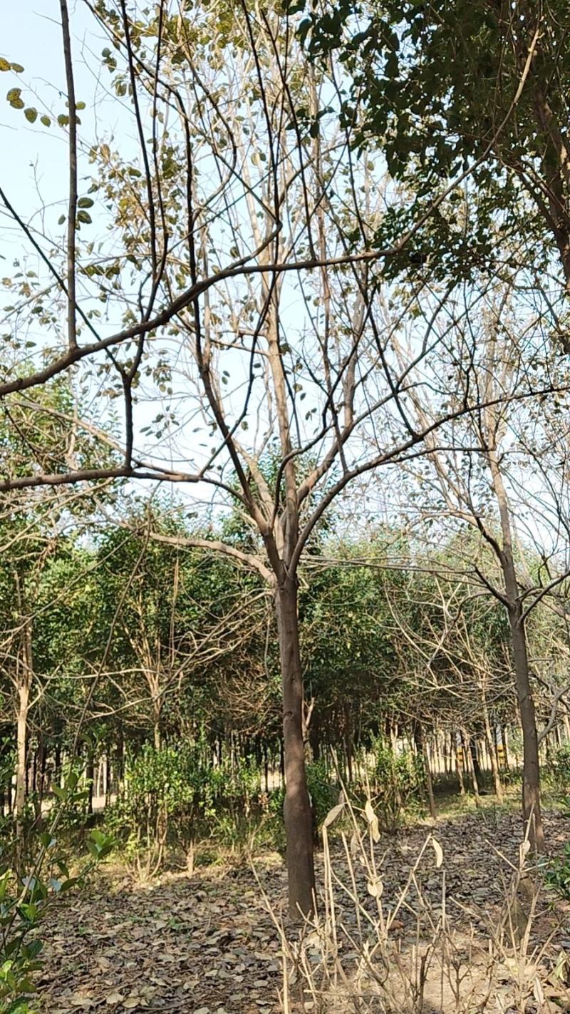 高杆柿树