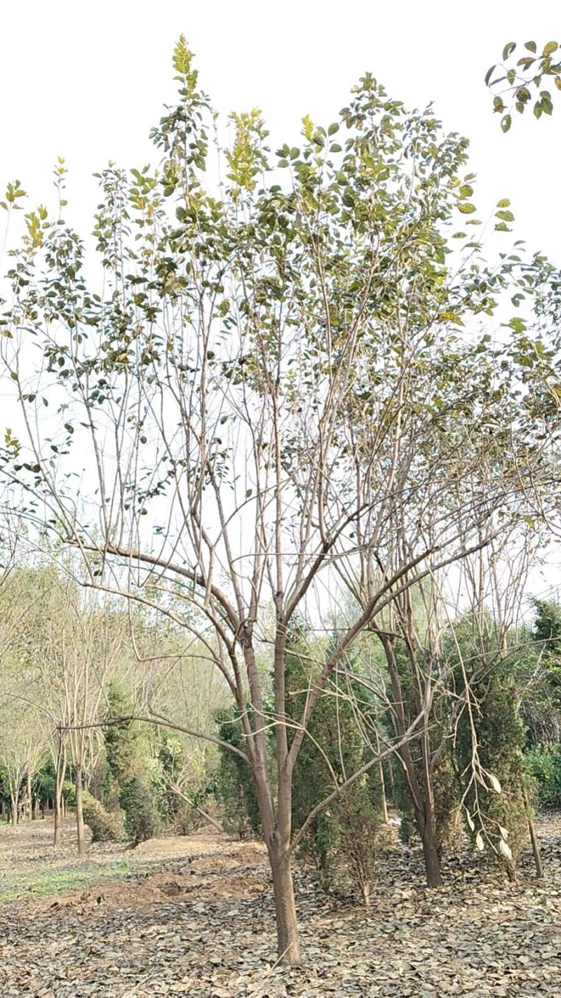 高杆柿树