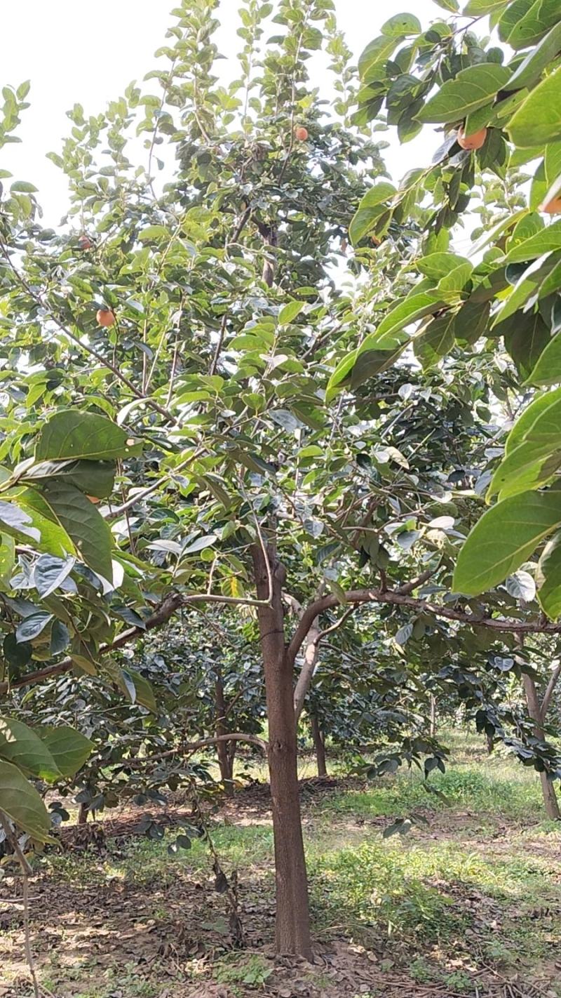 高杆柿树