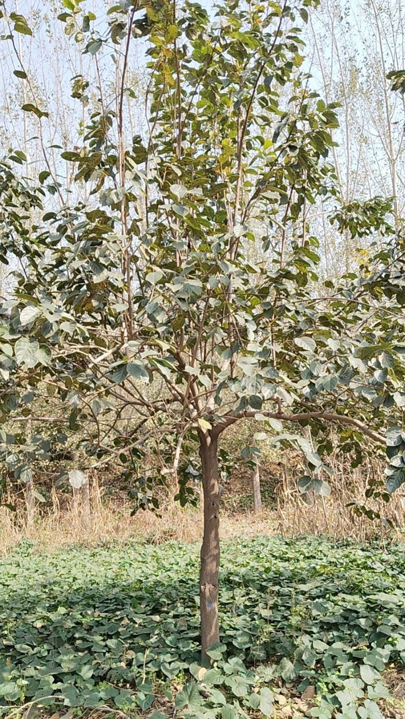 高杆柿树
