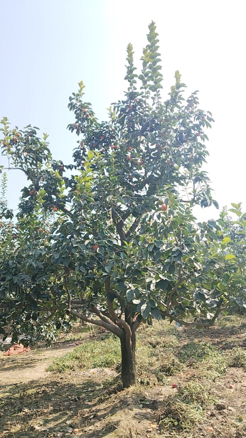 高杆柿树