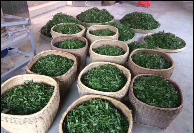 和平九莲山绿茶