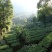 和平九莲山绿茶