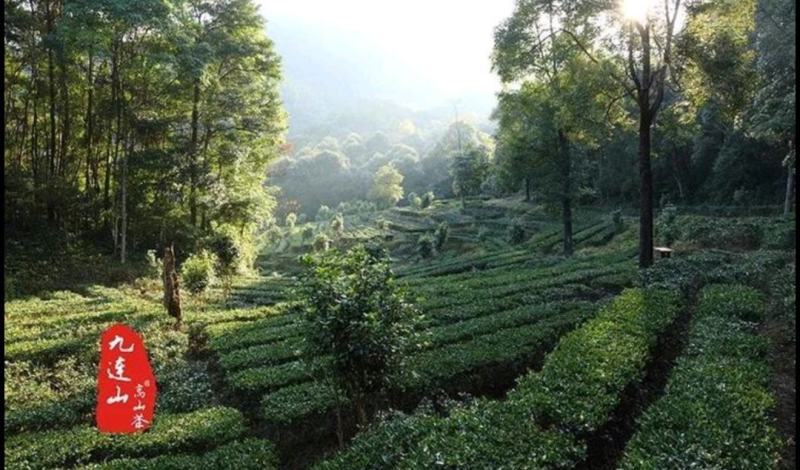 和平九莲山绿茶