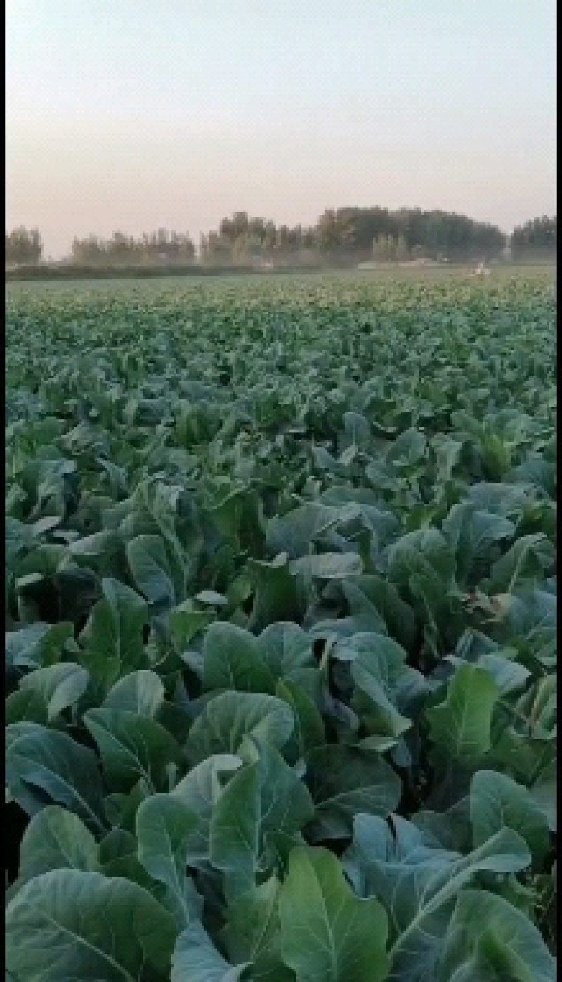 河北固安青梗松花大量上市