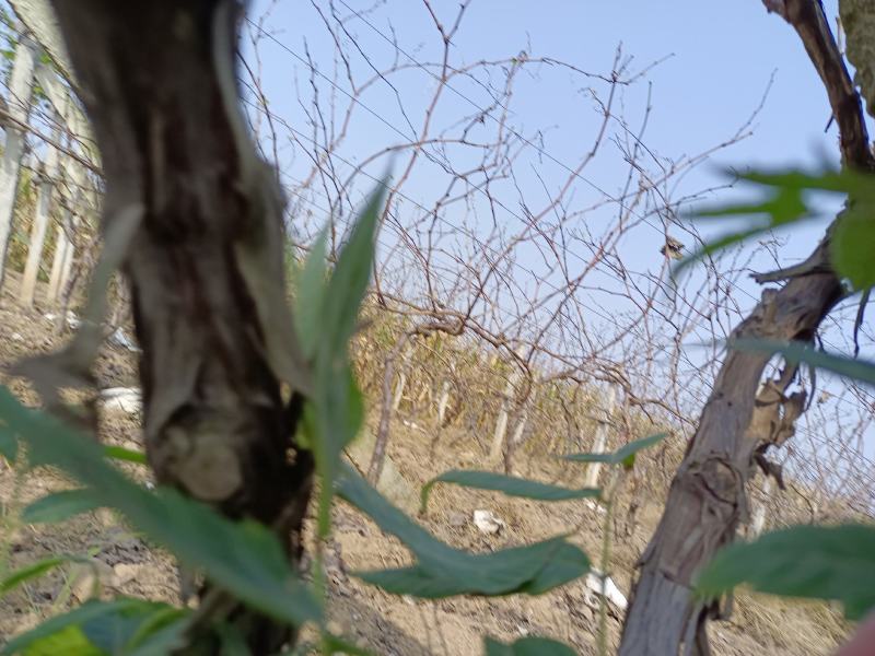 精品优质巨峰葡萄树苗，移栽，占地皆可