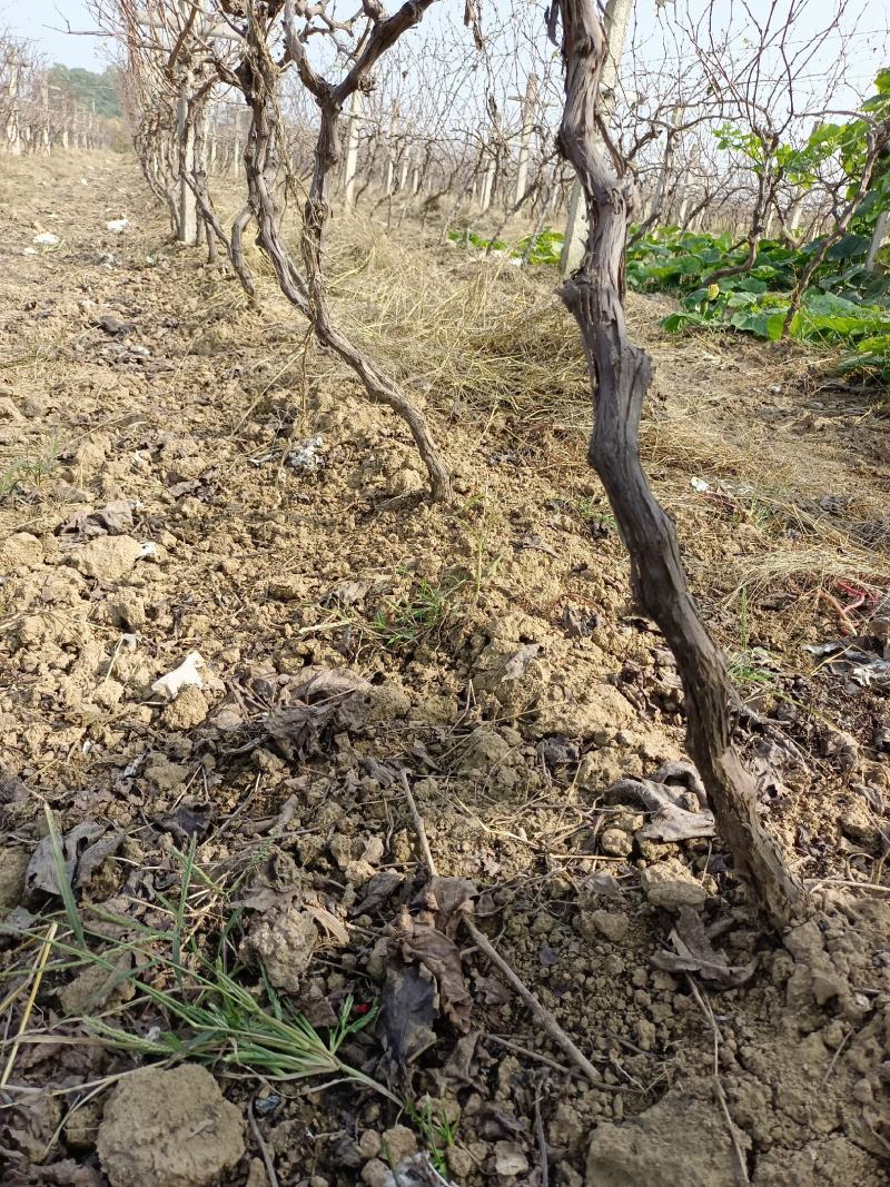 精品优质巨峰葡萄树苗，移栽，占地皆可
