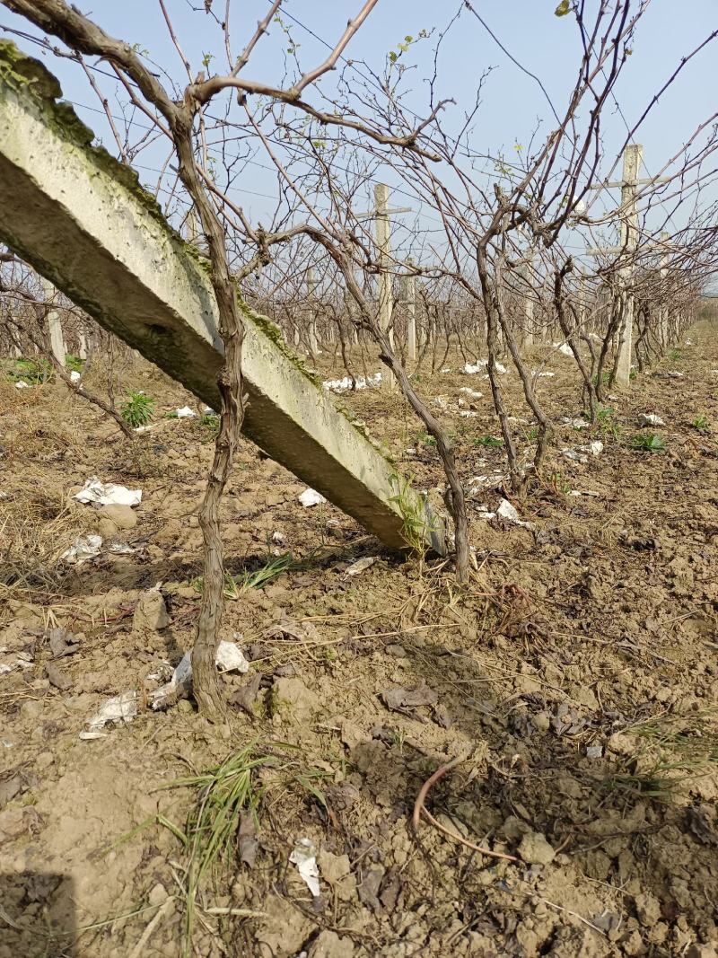 精品优质巨峰葡萄树苗，移栽，占地皆可