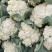 菜花大量供应质优价廉欢迎各位客商光临选购