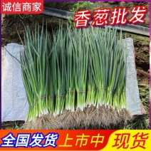 东北吉林怀德千万亩香葱基地现货供应质量保证全国代发