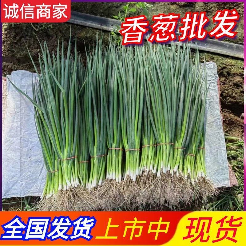 东北吉林怀德千万亩香葱基地现货供应质量保证全国代发