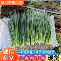 吉林怀德香葱小葱，各种蔬菜现货常年代发全国