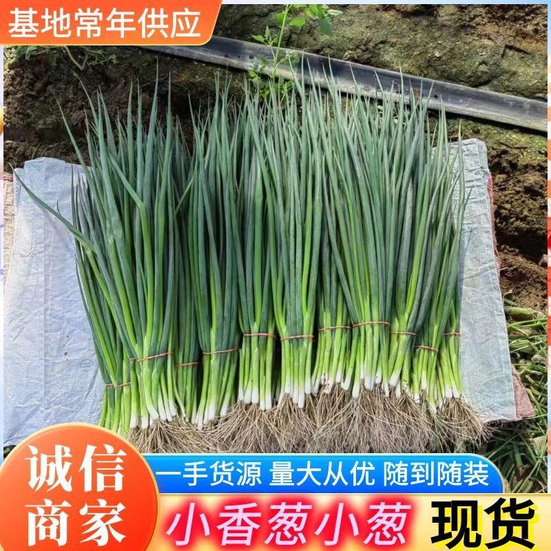 吉林怀德香葱小葱，各种蔬菜现货常年代发全国