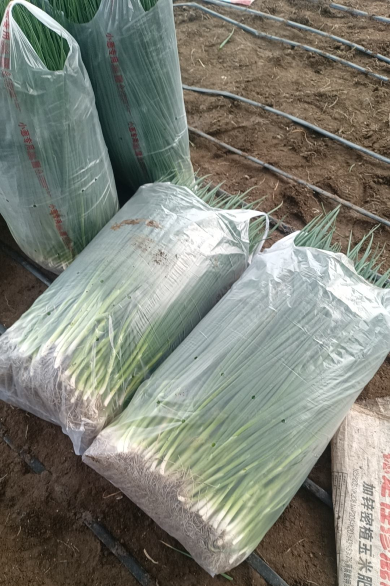 吉林怀德香葱小葱，各种蔬菜现货常年代发全国