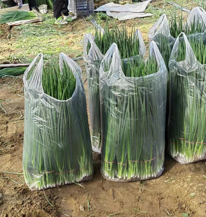 吉林怀德香葱小葱，各种蔬菜现货常年代发全国