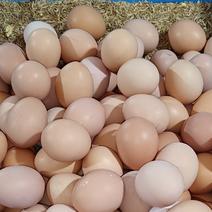 长期供应清远本地初生蛋，绿壳鸡蛋，大只五谷蛋，本地鸭蛋