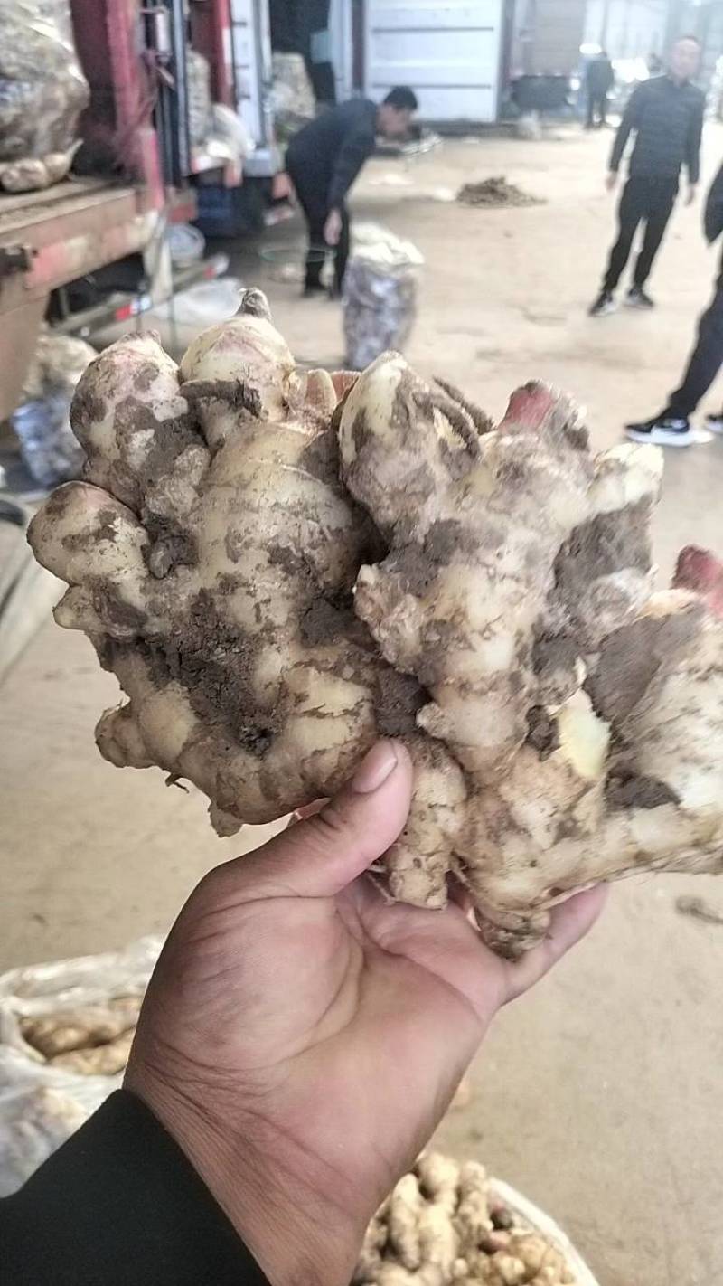 《鲜姜》山东产地鲜姜大黄姜，量大，支持全国发货，包质量。
