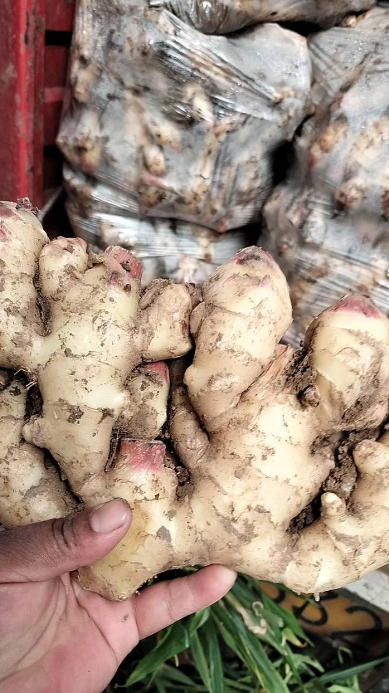 《鲜姜》山东产地鲜姜大黄姜，量大，支持全国发货，包质量。