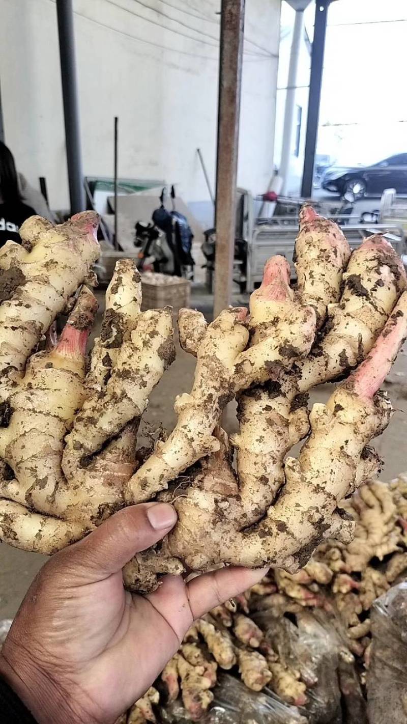 《鲜姜》山东产地鲜姜大黄姜，量大，支持全国发货，包质量。