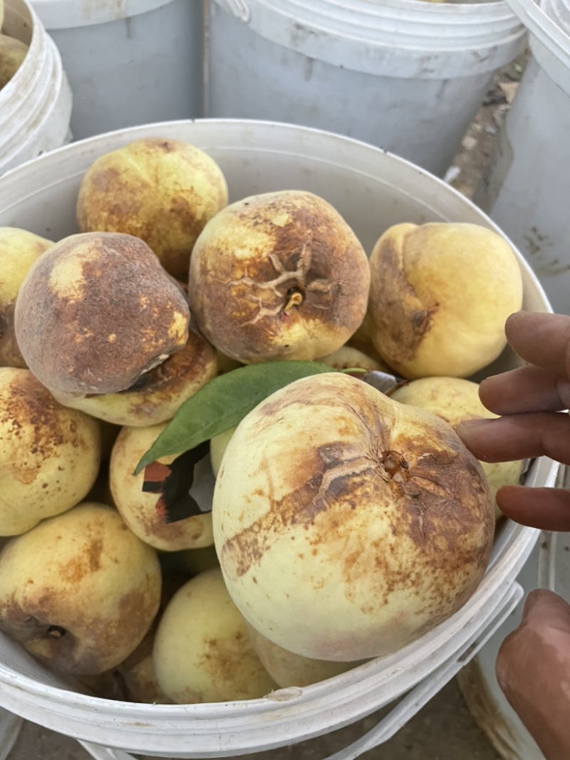 爆炸桃、南阳爆炸桃