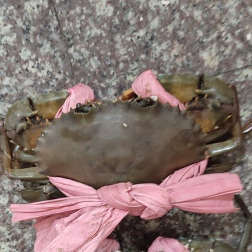 可对接线上主播，酒店，超市，