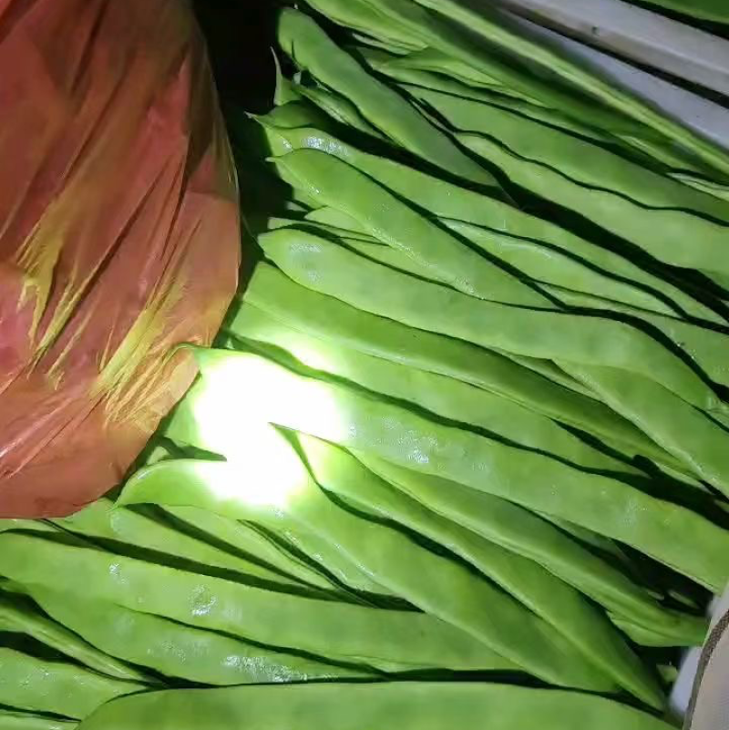 扁豆