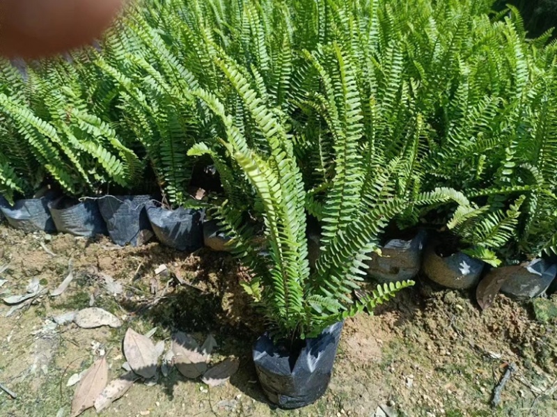 肾蕨