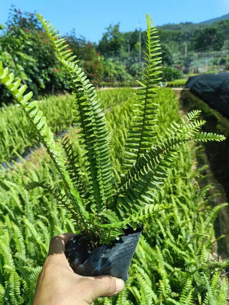 肾蕨