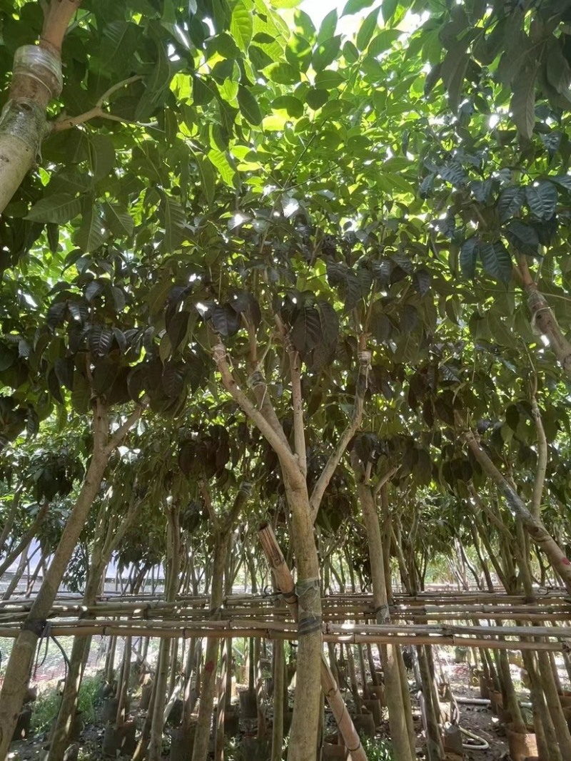紫花风铃木
