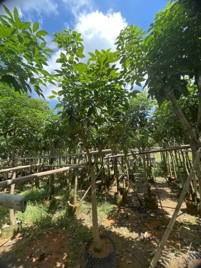 紫花风铃木