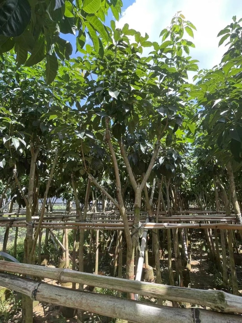 紫花风铃木