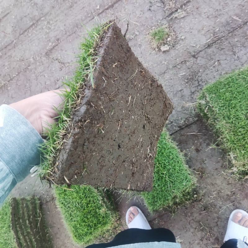 精品马尼拉草皮
