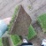 精品马尼拉草皮