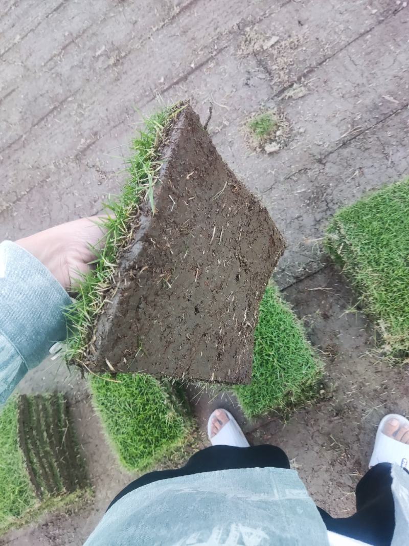 精品马尼拉草皮