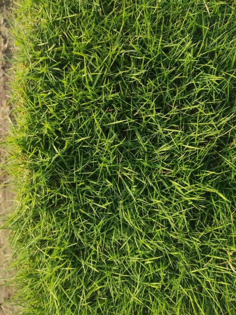 精品马尼拉草皮