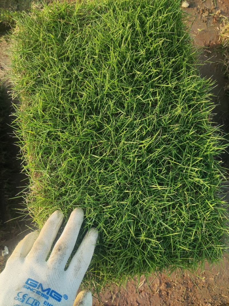 精品马尼拉草皮