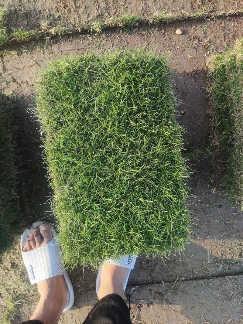 精品马尼拉草皮