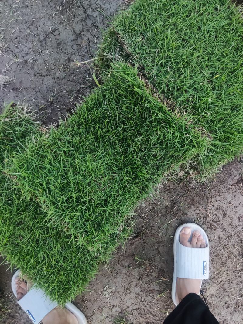 精品马尼拉草皮