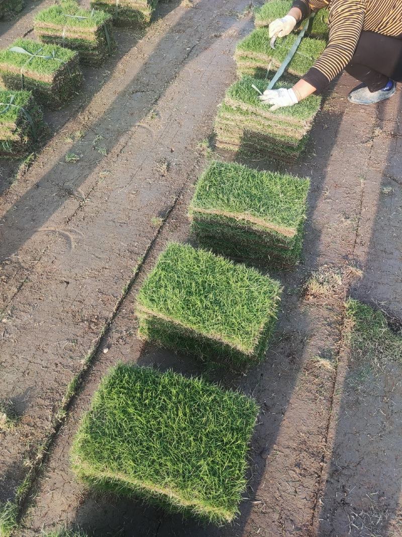 精品马尼拉草皮